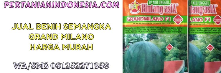 pertanian indonesia,jual,grandmilano,grand milano,semangka